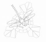 Dragonfly Welshpixie Getcolorings Colouring Quality sketch template