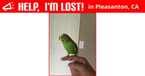 Lost Bird Pleasanton California Malcom