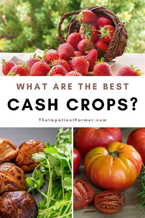 profitable cash crops  grow   small farm