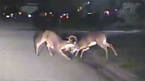 Wild Deer Fight Caught On Camera In Blue Ash