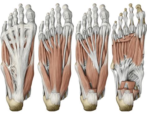 Plantar aponeurosis & sole of the foot muscles Quiz