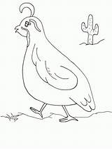 Coloring Pages Quail California Animal Sermon Mount Designs Quails Bible Drawing Print sketch template