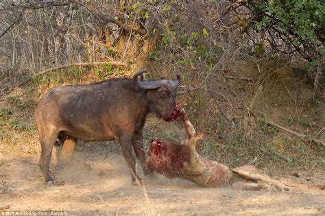 buffalo  lion endure epic hour long fight   death daily mail