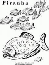 Coloring Piranha Pages Color Popular Fish Library Clipart Choose Board Adult sketch template