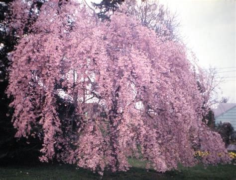 Pink Flowering Willow Tree Flowers And Plants Pinterest