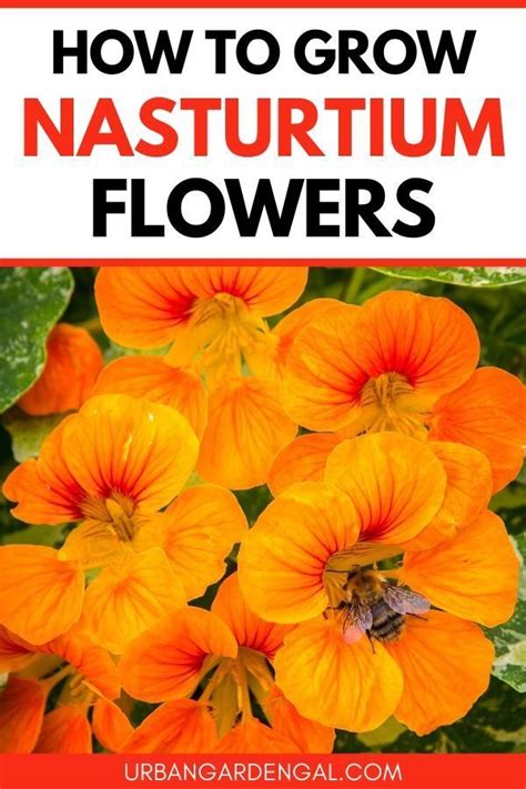 grow nasturtium flowers easiest flowers  grow growing seeds
