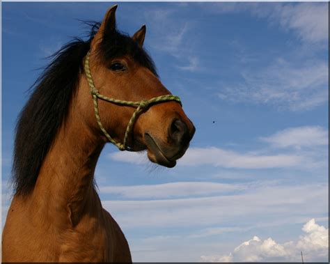 partager vos images de chevaux sur la galerie photo