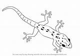 Draw Gecko Lizard Drawing Outline Step Drawings Lizards Animals Paintingvalley Learn Tutorials Drawingtutorials101 sketch template