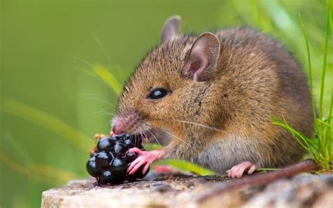 raton caracteristicas habitat comportamiento  alimentacion