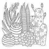 Coloring Pages Cactus Zentangle Adults Adult Printable Kawaii Print Color Cacti Wonder sketch template