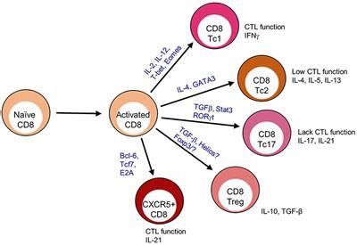 frontiers cxcr cd  cells protective  pathogenic
