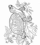 Schildpadden Schilpad sketch template
