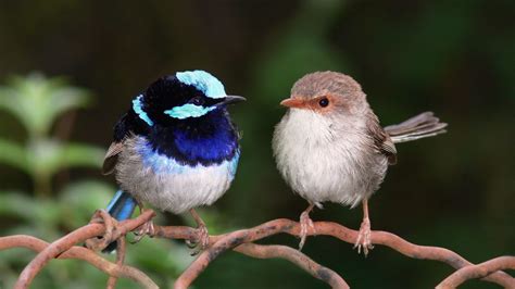 male birds rely     talent  impress  ladies rarely