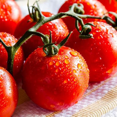 grow campari tomatoes  seed ideal conditions tips
