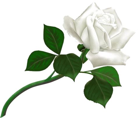 white rose png  image png mart riset
