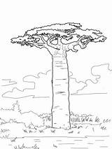 Baobab Grandidier Arbre Supercoloring Savane Madagascar Africain Affenbrotbaum Paysage Arbres Afrique Baobabs Arbol Afrika Coloriages Malvorlagen Adansonia Savana Hugolescargot Gratuits sketch template