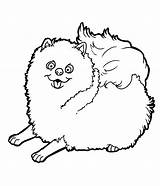 Pomeranian Puppy Dogs sketch template