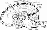Coloring Anatomy Pages Brain Skull Digestive System Getcolorings Getdrawings Colorings Printable sketch template
