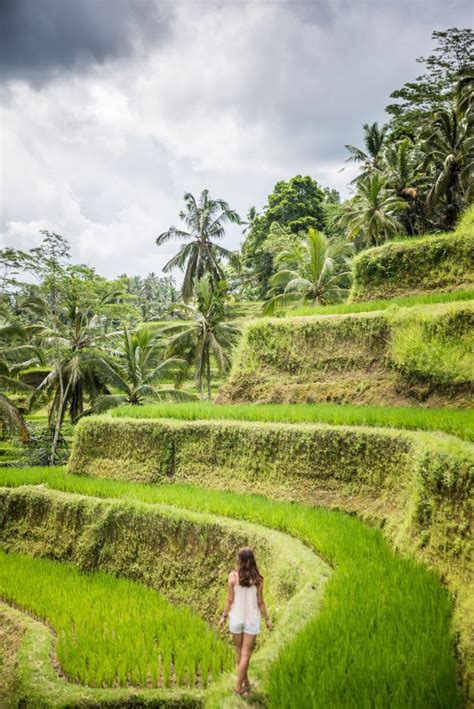 Tegallalang Rice Terrace In Bali Things To Know Before Visiting