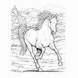 Coloring Horses Book Wonderful sketch template