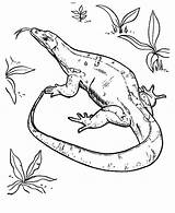 Dragon Komodo Coloring Drawing Pages Fish Lizard Getdrawings Choose Board Online sketch template