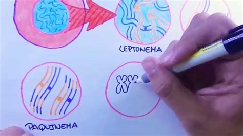 Enseñanza De La Biología Division Celular Mitosis Cómo Enseñar