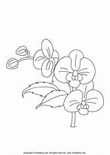 Orchid Coloring Pages Drawing Outline Simple Kids Sheet Flower Color Flowers Printable Turtlediary Print Sheets Colouring Getdrawings Dots Popular Progress sketch template