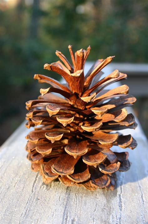 pine cones opening walter reeves  georgia gardener