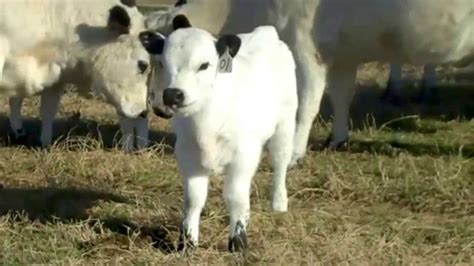 newborn british white bull calf spring 2013 youtube