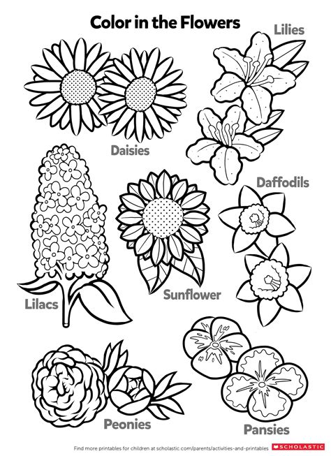 coloring page flower  grade  coloring page
