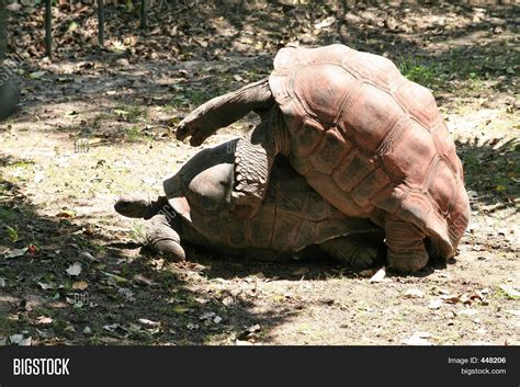 turtle having sex image and photo free trial bigstock