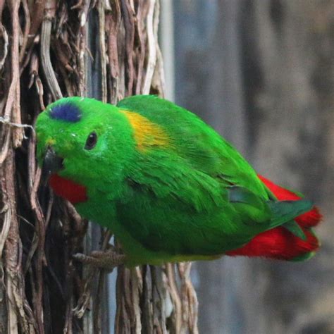 blue crowned hanging parrot