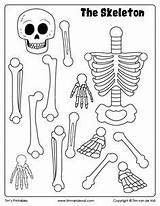 Skeletal Bones Skeletons Esqueleto Armar Tim Timvandevall Puppet Esqueletos Huesos Squelette Cuerpo sketch template