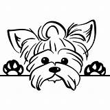 Yorkie Yorkshire Terrier Puppy Cachorro Yorki Svg Peeking Poo Drawing Kolorowanki Desenhar Puppies Hunde Teacup Riscos Breed Easy Sentado Schattige sketch template