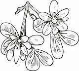 Vitae Lignum Guayacan Guaiacum Adverse Flowering Effect sketch template