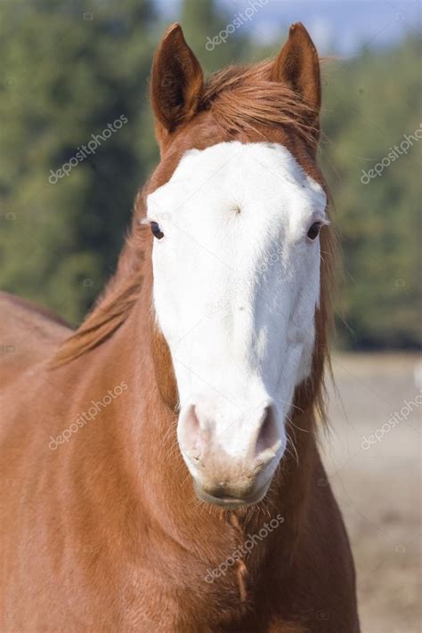 front view   horse stock photo  gjohnstonphoto