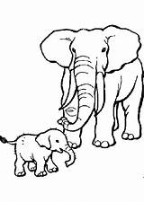 Ausmalbilder Elefant Ausmalbild Coloring Pages Mit Kaynak Elefantenbaby Tiere Elephant Animals sketch template