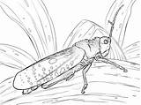 Gafanhoto Grasshopper Polny Konik Colorir Druku Kolorowanki Gafanhotos Ant Cavalletta Imprimir Grasshoppers Animali sketch template