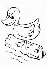 Coloring Ducks Tulamama sketch template