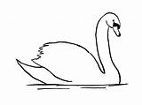 Swan Drawing Step sketch template