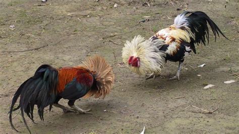 birds seized in suspected cock fighting investigation anglo celt