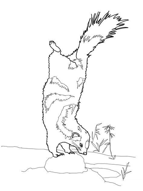 free printable skunk coloring pages for kids
