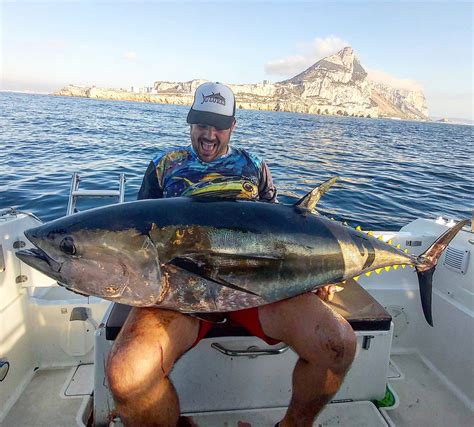 yellowfin tuna  bluefin tuna quick guide toms catch blog