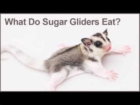 sugar gliders eat youtube