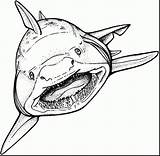 Sharks Tiburones Bargain sketch template