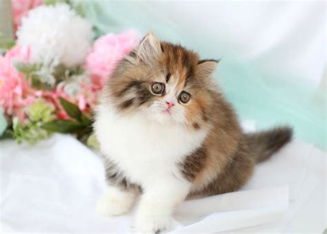 lucy click  persian kittens  sale   rainbow  colors