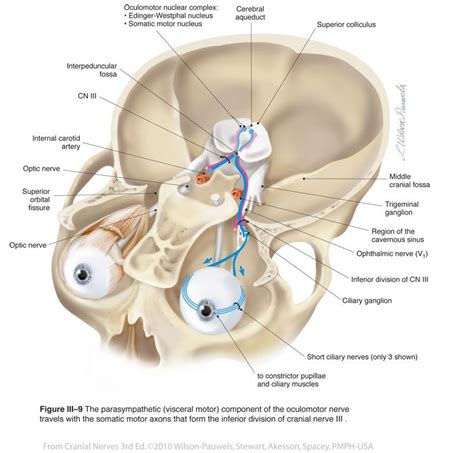oculomotor iii cranial nerves cranial nerves nerve medical anatomy