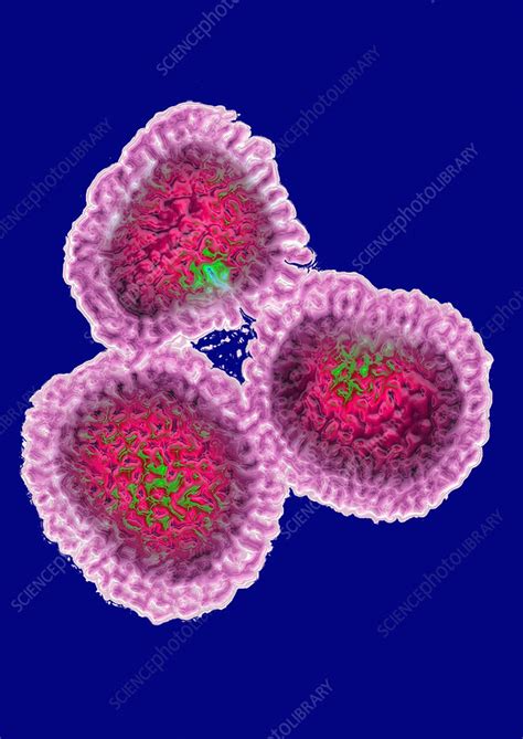 avian influenza stock image  science photo library