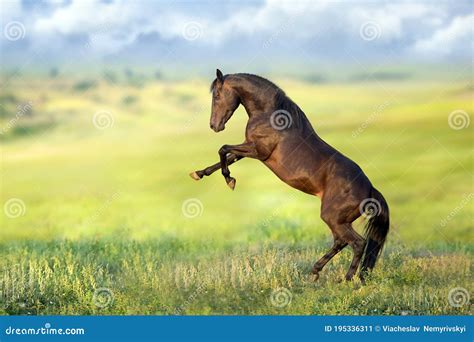 horse outdoor rearing  stock image image  animal