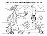 Coloring Animals Desert Pages Worksheet Arizona Their Habitats Animal Plants Printable Kids Habitat Colour Sheets Choose Board Ecosystem Biome sketch template
